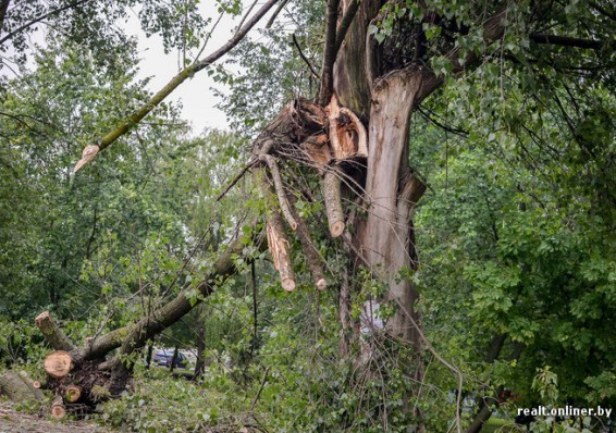 Из-за урагана в Беларуси пострадало более 10 тысяч гектаров леса