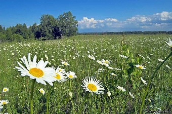 На выходных в Беларуси будет по-майски тепло