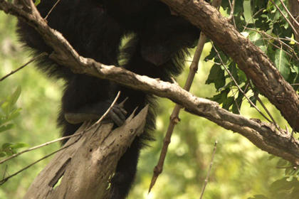 Шимпанзе с дротиками указали ученым на пол первых охотников