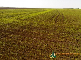 Сельхозорганизации Беларуси посеяли 20,1% яровых