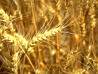 Государственная хлебная инспекция Беларуси в I квартале забраковала более 1 тыс.т импортного зерна