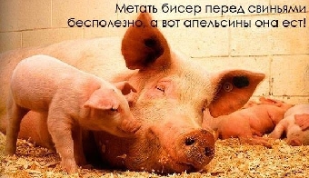 На ферме в Гомельской области едва не сгорели 176 свиней