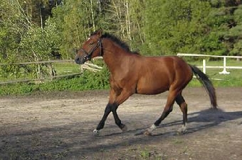 Россияне покупают породистых лошадей в Глубокском районе