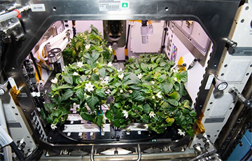 Астронавты NASA впервые вырастили перец на МКС