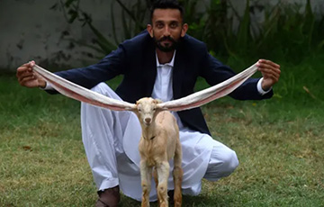 В Пакистане родился козленок с размахом ушей один метр