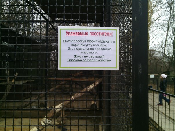 Зоопарк в Чижовке: Енот не застрял, он так отдыхает