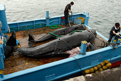 Японцы убили 177 китов во имя науки