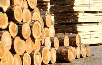 Госконтроль: Мы не пойдем на уступки людям по цене на древесину