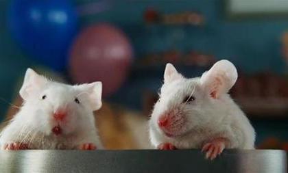 Работа иммунной системы вызвала депрессию у мышей