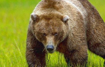 На Витебщину идут медведи из РФ
