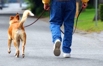 Минчан будут учить правильно выгуливать собак