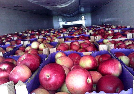 Россельхознадзор уничтожил 19 тонн польских яблок, которые пытались ввезти под видом белорусских
