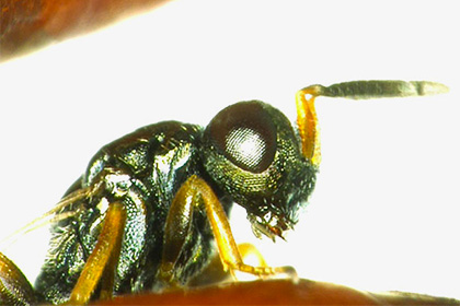 Созданы генетически модифицированные паразитические осы