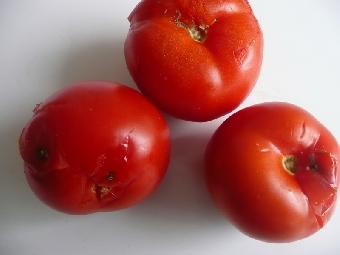 Ввоз в Беларусь 64,4 т зараженных томатной молью помидоров предотвращен в мае