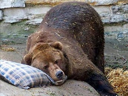 Медведь-синоптик из Могилева предсказал долгую зиму