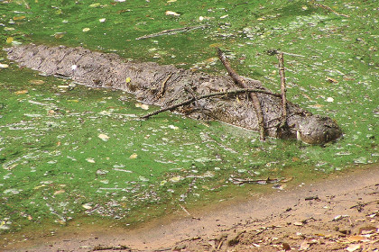 Крокодилов уличили в использовании палок для охоты