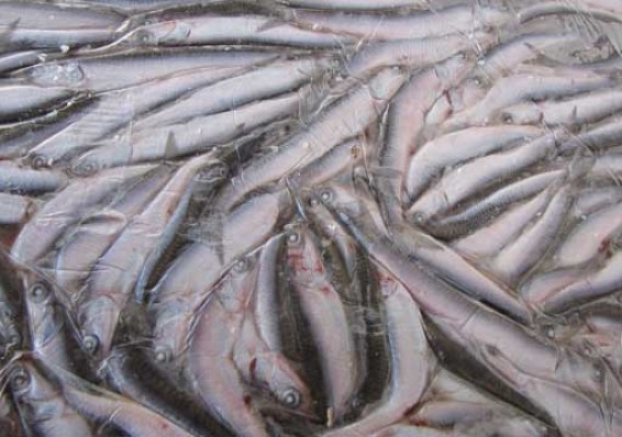 Россельхознадзор отмечает увеличение потока контрабандной рыбы с Беларуси
