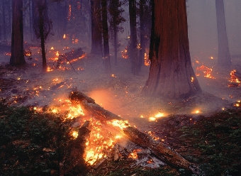 В белорусских лесах объявлен третий класс пожарной опасности