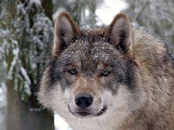 В Швеции впервые за 45 лет объявили отстрел волков