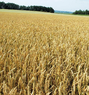 Поставка зерна нового урожая в счет госзаказа началась в Беларуси