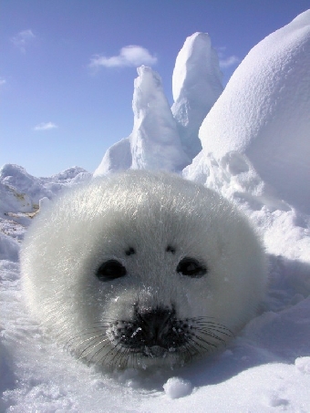 В Таможенном союзе будет частично разрешен ввоз продукции промысла гренландского тюленя для коренных народов Севера