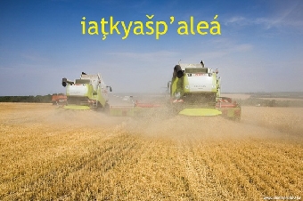 В Беларуси убрано более половины зерновых и зернобобовых