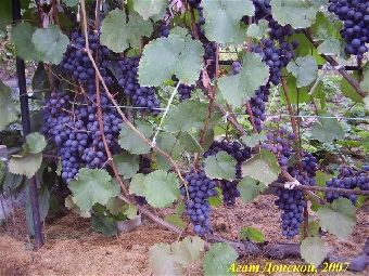 Самый северный в Беларуси виноградник дал первые плоды