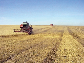 В Беларуси зерновые убраны более чем на 80% посевных площадей