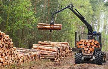 Идите лесом: что мешает деревообработке Беларуси