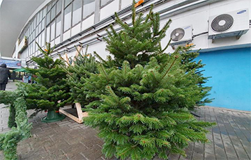 В Минске впервые будут забирать елки на переработку