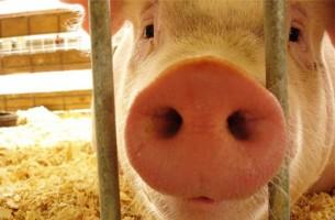 В Беларуси дорожают говядина и свинина