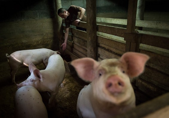 Беларусь вводит запрет на ввоз свинины из России и Украины из-за АЧС