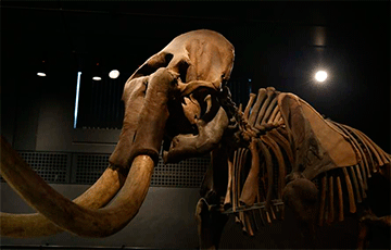 Ученые нашли 300-тысячелетнего слона