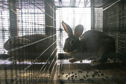 Физики обсудили место кроликов в ящиках