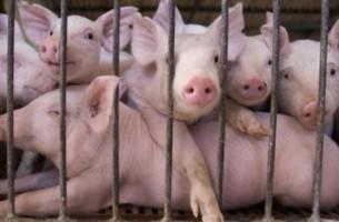Беларусь сняла временный запрет на транзит свинины из ЕС