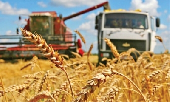 Беларусь перешагнула в жатве рубеж в 8 млн.т зерна