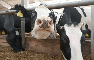 «Да нормально все с ними»: в Гомельской области коровы погибают в навозе