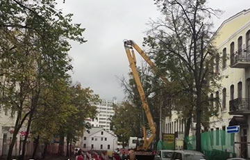 Жители центра Минска взбунтовались против вырубки деревьев