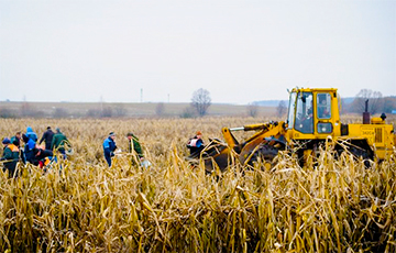 В Буда-Кошелевском районе чиновников и бюджетников отправили вручную спасать урожай кукурузы