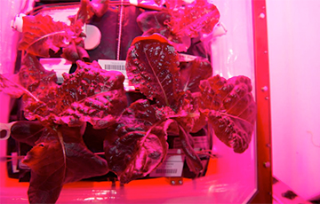 Астронавты NASA успешно вырастили съедобные растения в космосе