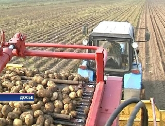 Гродненская и Могилевская области лидируют в уборке картофеля