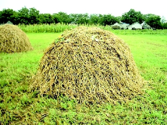 Сельхозорганизации Беларуси почти на 90% выполнили план по заготовке сена