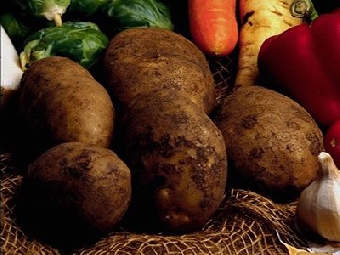 Белкоопсоюз начал заготовку картофеля
