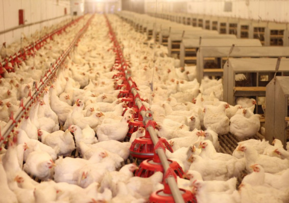 Беларусь планирует открыть еще семь мясокомбинатов и три птицефабрики для поставок в Китай