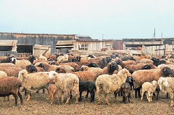 Овцеводческий комплекс в Логойском районе ежегодно будет производить до 450 т мяса и 20 т шерсти