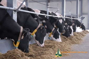 Беларусь ограничила ввоз сельскохозяйственных животных из одного из округов США