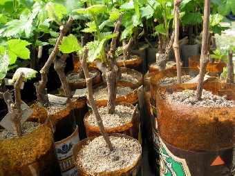 В Витебской области за время массового сбора грибов и ягод официально искали заблудившихся 25 раз