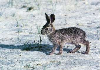Сезон охоты на зайца-беляка и зайца-русака открылся в Беларуси