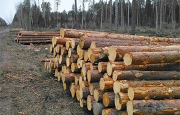 Белорусы требуют остановку массовой вырубки леса