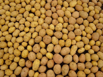 На Витебщине гниют тонны картофеля (Видео)